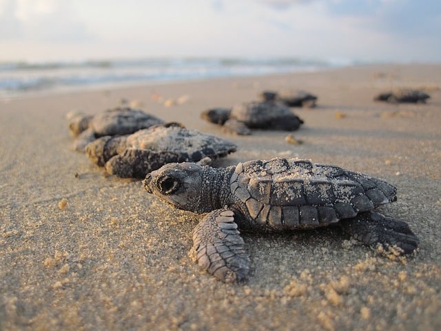 Sea Turtles on Amelia Island; The main turtle nesting months run from May to October, but there are many exceptions to the rule. Leatherbacks have been known to start as early as February, and depending on water temperature, hatchlings can also emerge well into the winter months. || Amelia Vacations