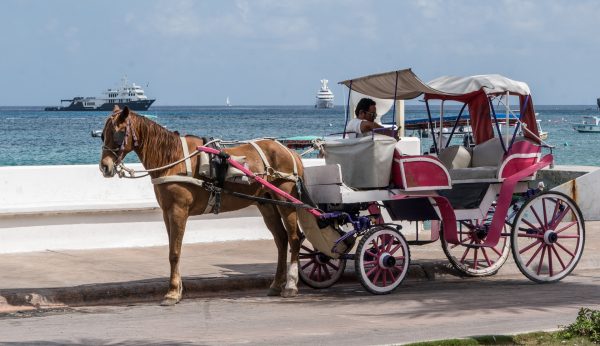 Horse drawn carriage next to the ocean || Amelia Island Vacation Rentals