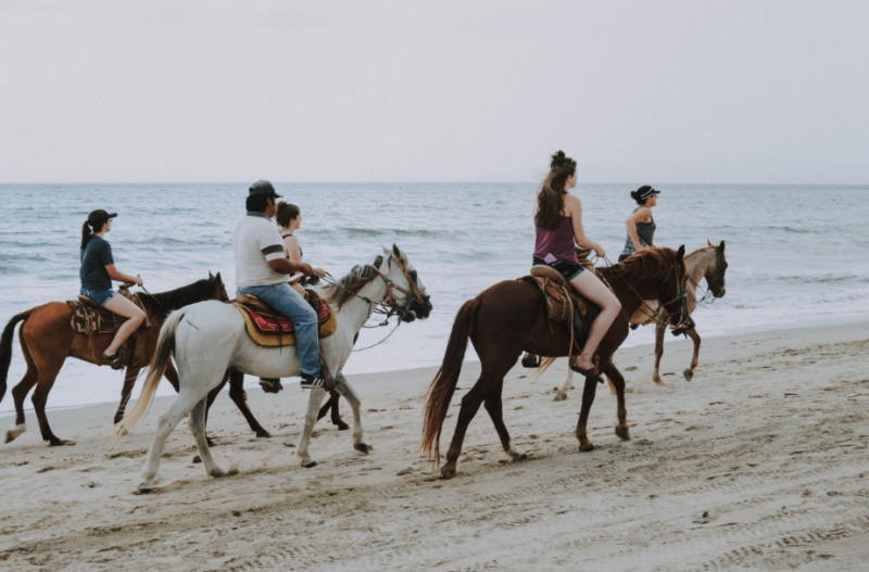 Amelia Island is famous for horses, tame and wild, majestic and comfortable around people.