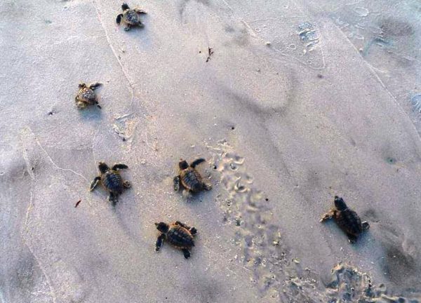 Baby sea turtles going into the water on Amelia Island, FL