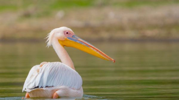 White Pelican on Amelia Island